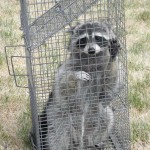 Raccon trapped by Wildlife officer