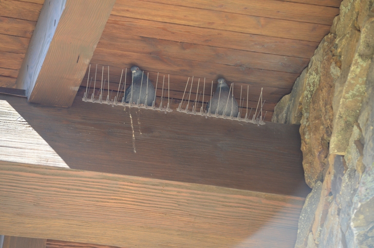 Pigeons behind the do-it-yourself bird deterrent spikes