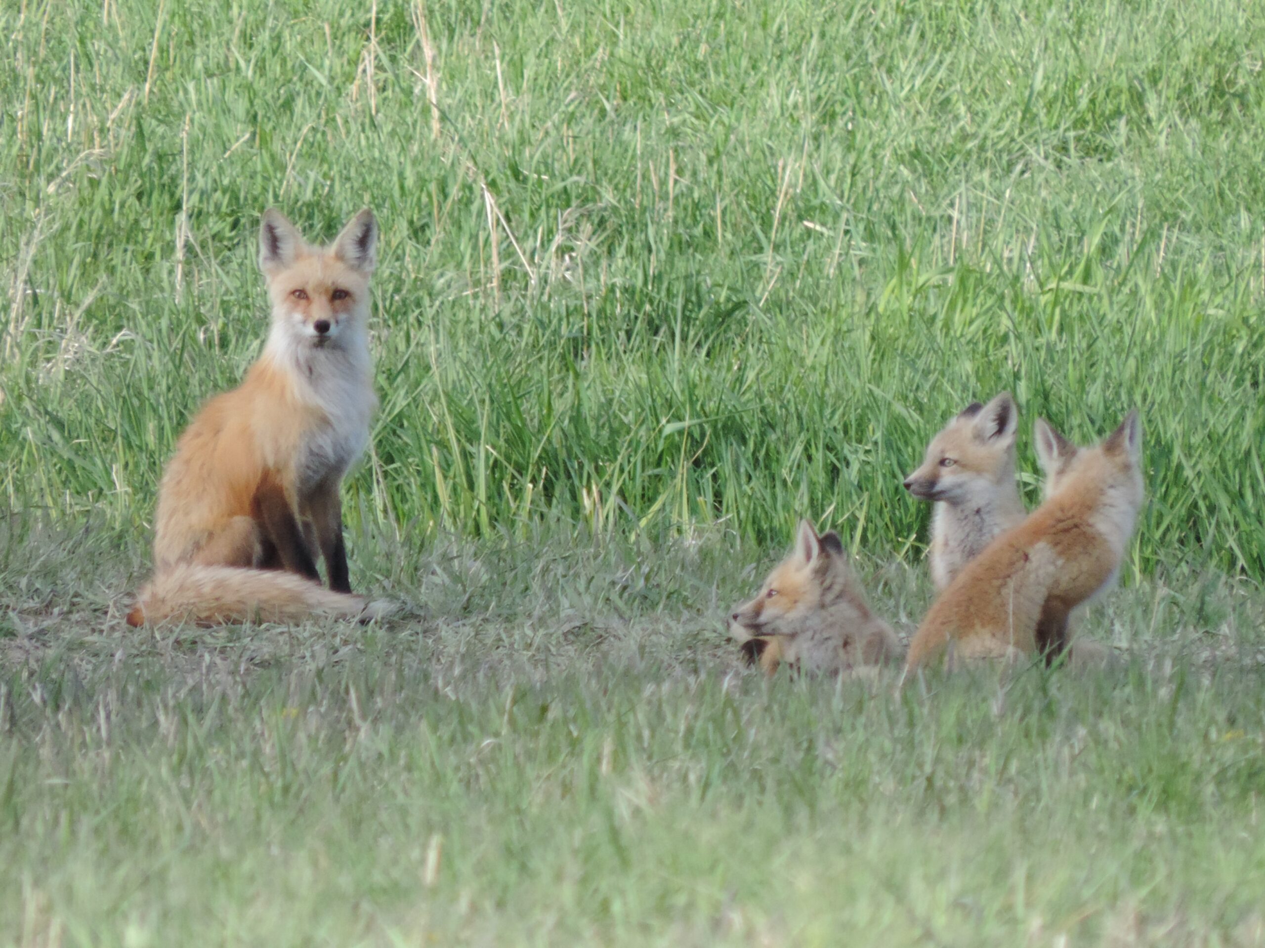 Red fox family resting in tall grass, photographed by Chase Wildlife